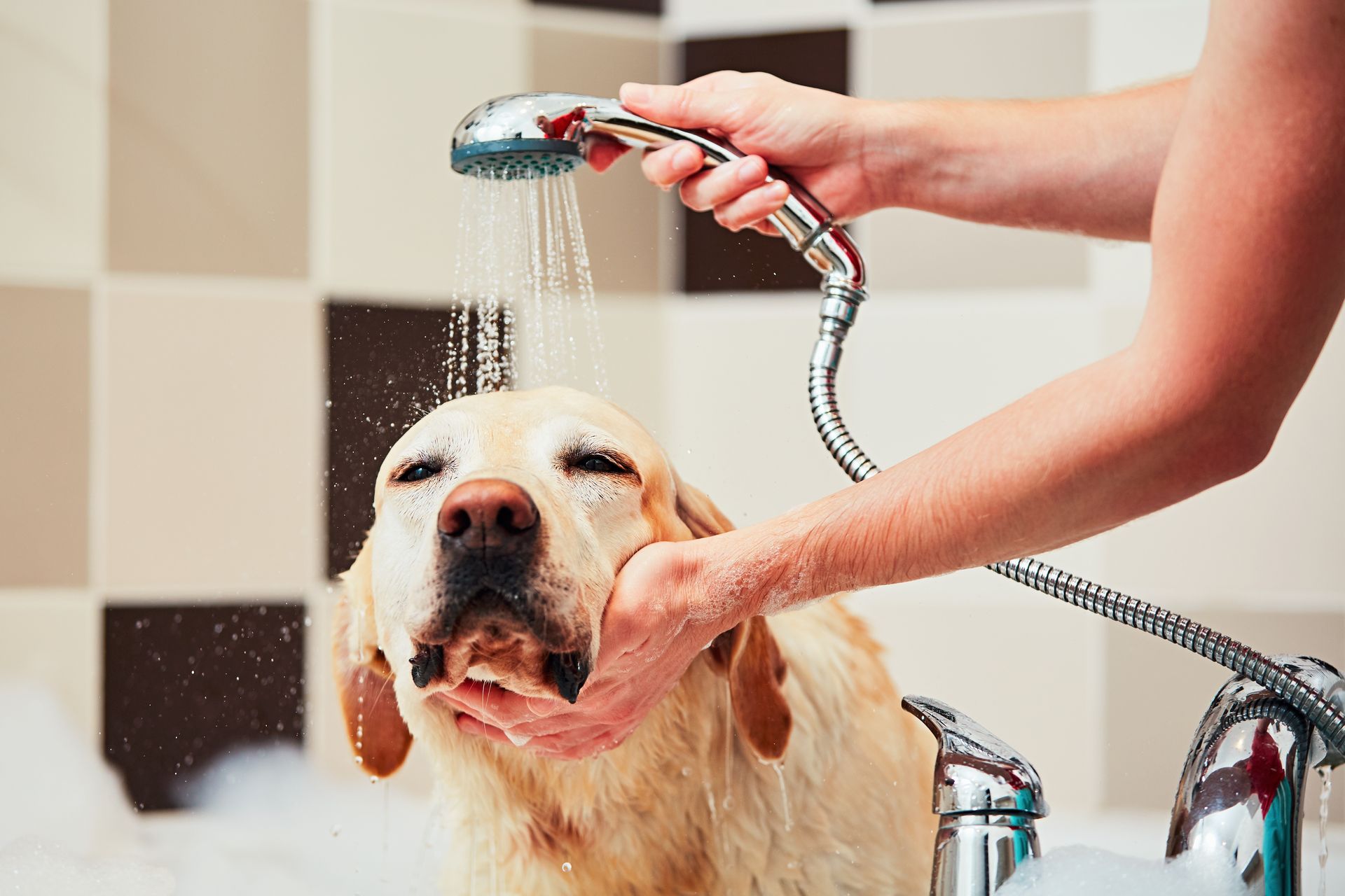 Bathing of the yellow labrador retriever. Happiness dog taking a bath.